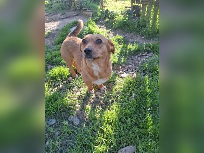 Lenky, Dackel-Mix, Hündin, geb. ca. 03.2022, 33 cm, 12 kg