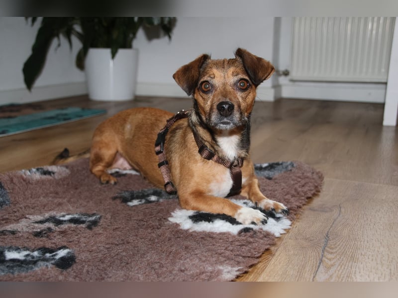 Stella 25 cm ca 5 Jahre