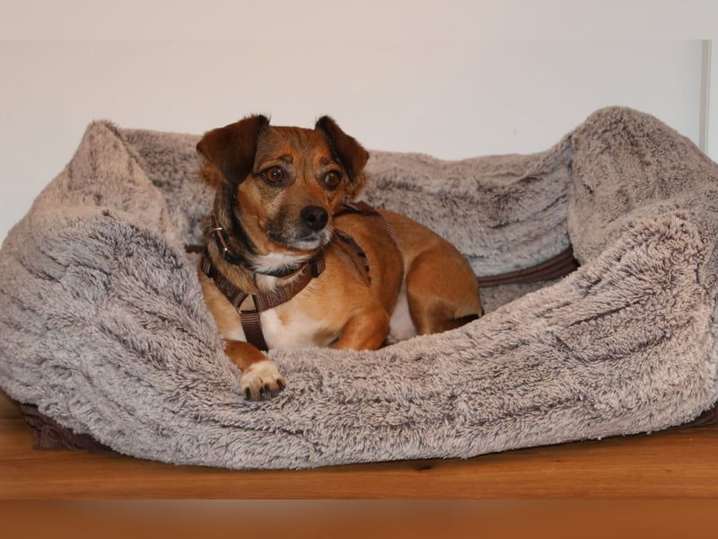 Stella 25 cm ca 5 Jahre