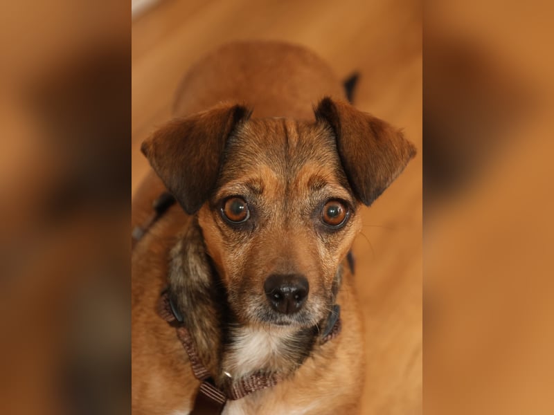 Stella 25 cm ca 5 Jahre