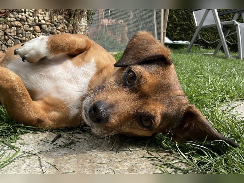 Stella 25 cm ca 5 Jahre