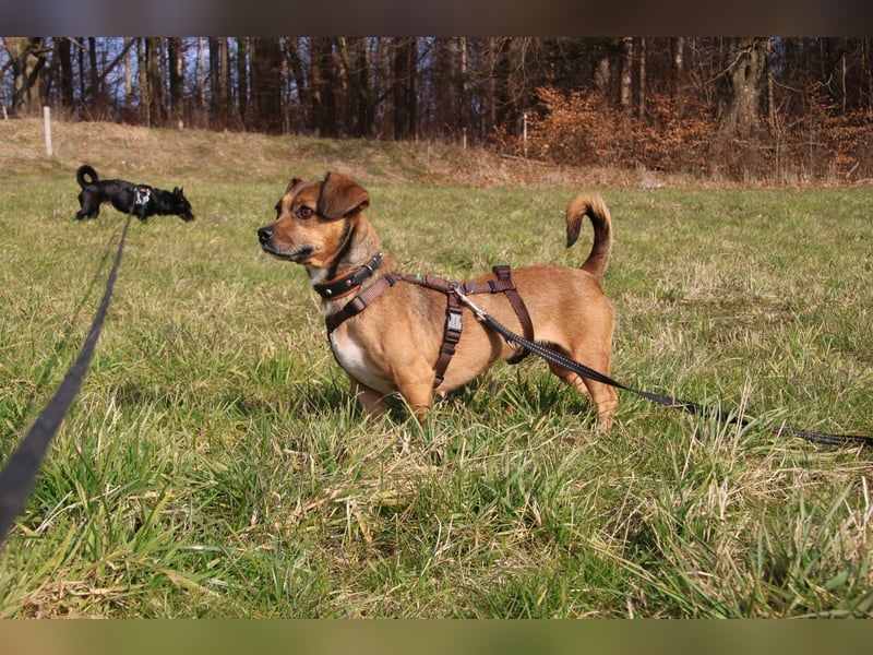 Stella 25 cm ca 5 Jahre
