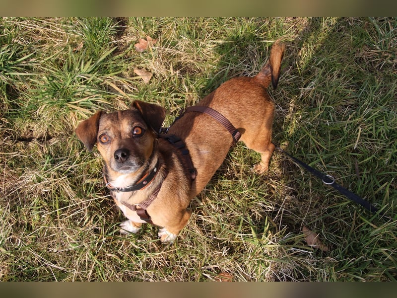 Stella 25 cm ca 5 Jahre