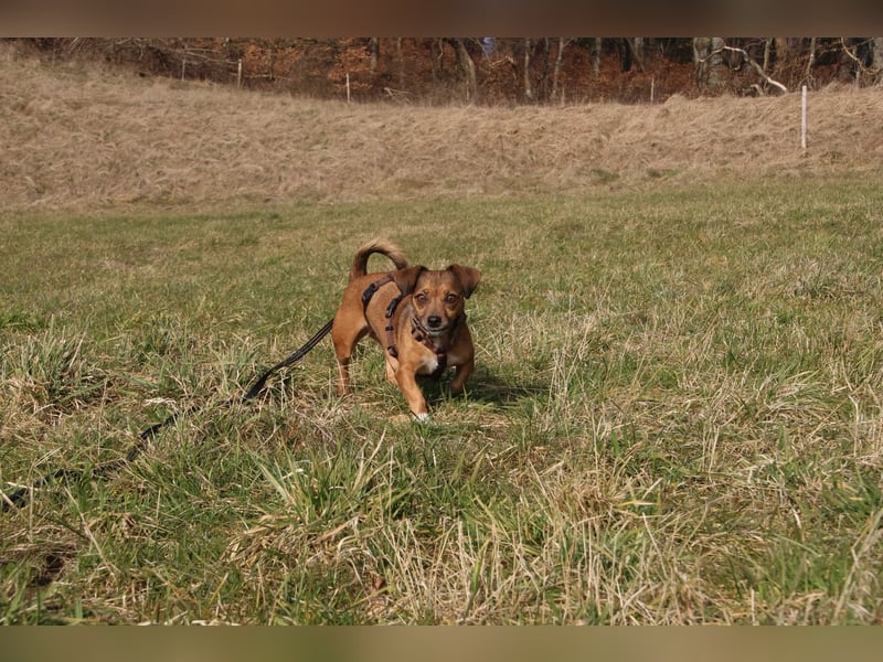 Stella 25 cm ca 5 Jahre