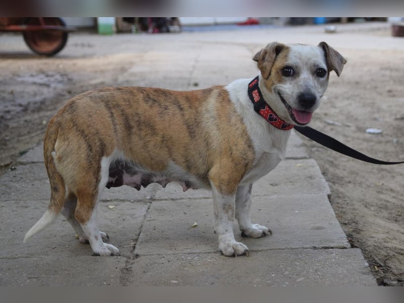Tillie - bezaubernde, liebenswerte Dackel Mix Hündin