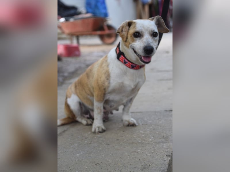 Tillie - bezaubernde, liebenswerte Dackel Mix Hündin