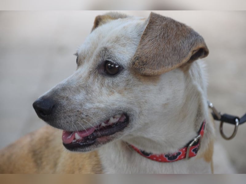 Tillie - bezaubernde, liebenswerte Dackel Mix Hündin