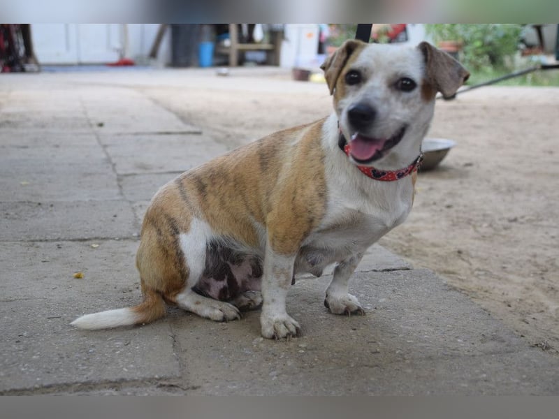 Tillie - bezaubernde, liebenswerte Dackel Mix Hündin