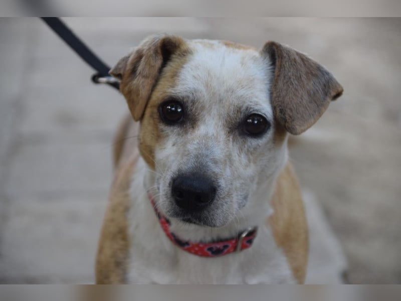 Tillie - bezaubernde, liebenswerte Dackel Mix Hündin