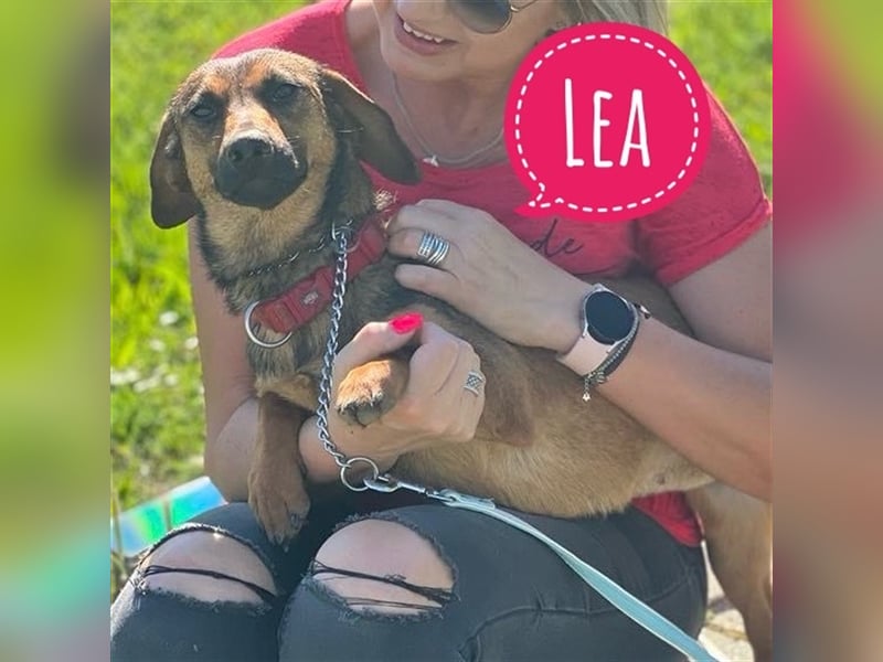 Lea ein Dackelinchen