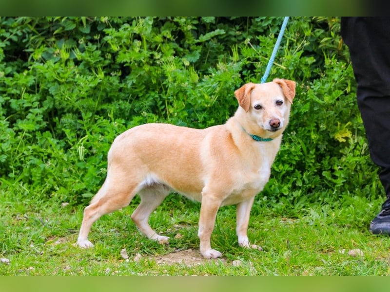 Alva, Mix Dackel / Pinscher, lieb und verträglich