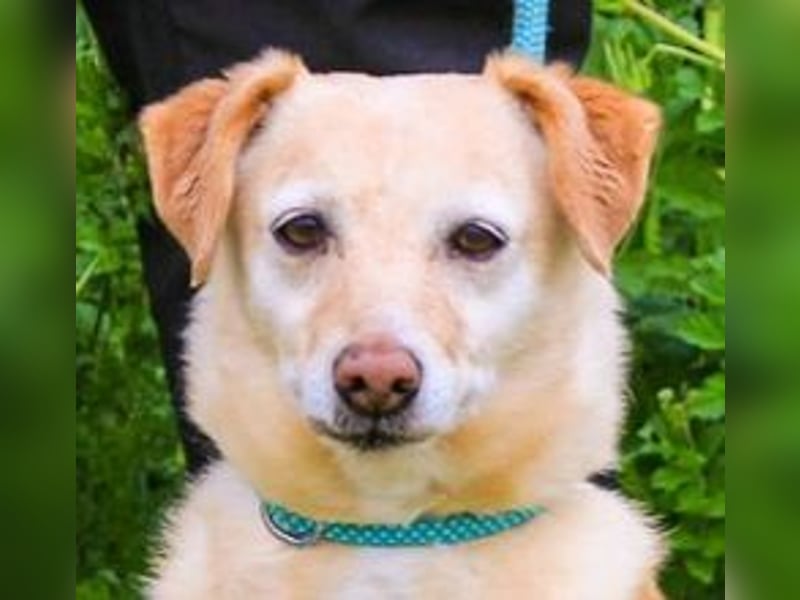 Alva, Mix Dackel / Pinscher, lieb und verträglich