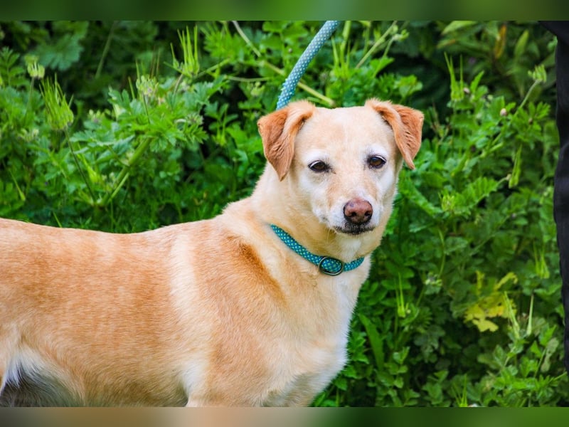 Alva, Mix Dackel / Pinscher, lieb und verträglich