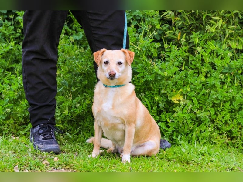 Alva, Mix Dackel / Pinscher, lieb und verträglich