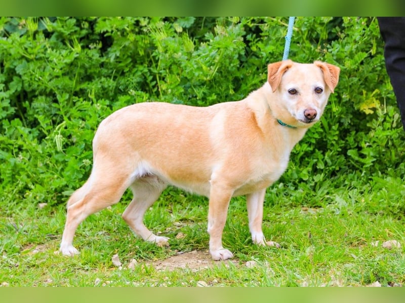 Alva, Mix Dackel / Pinscher, lieb und verträglich