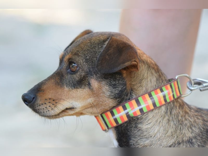 Posie - liebt die Nähe zu den Menschen, verschmust und stubenrein