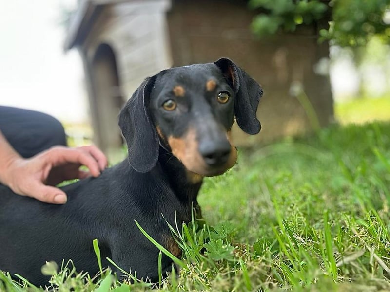 MAGGIE - die lustige Dackeldame möchte mit DIR gemeinsam die Welt entdecken.....