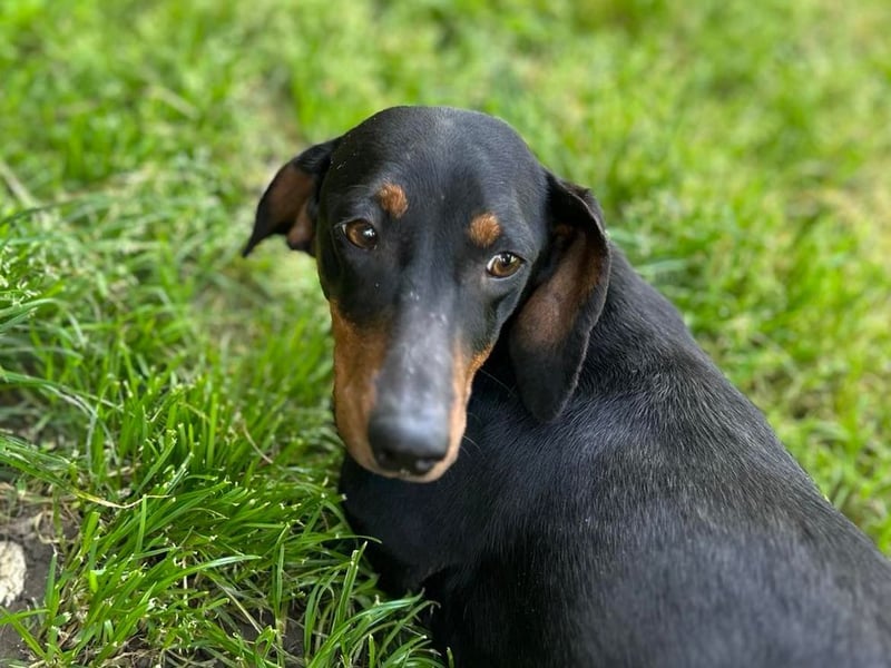 MAGGIE - die lustige Dackeldame möchte mit DIR gemeinsam die Welt entdecken.....