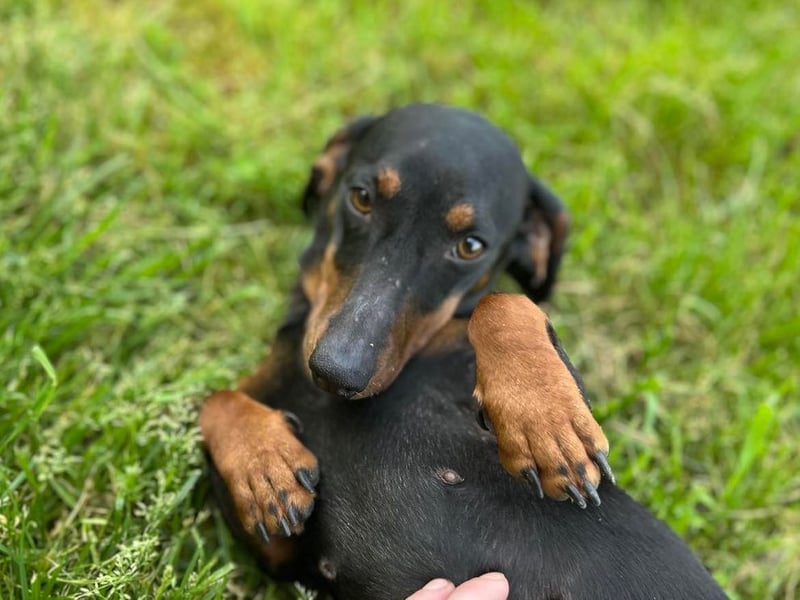 MAGGIE - die lustige Dackeldame möchte mit DIR gemeinsam die Welt entdecken.....