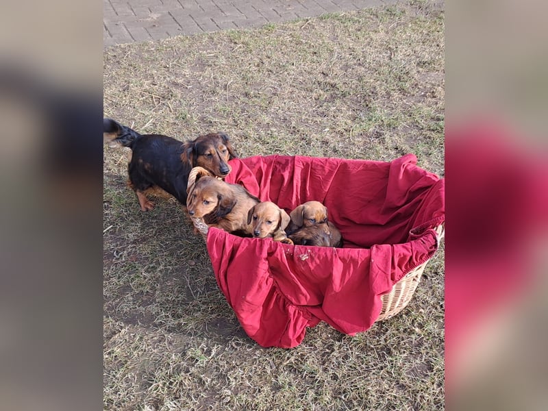 verkaufe 3 Langhaar Dackelwelpen  - 3 Weibchen)