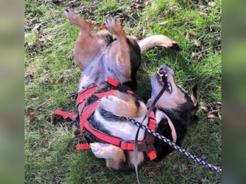 Ruby: Besitzerin unerwartet gestorben
