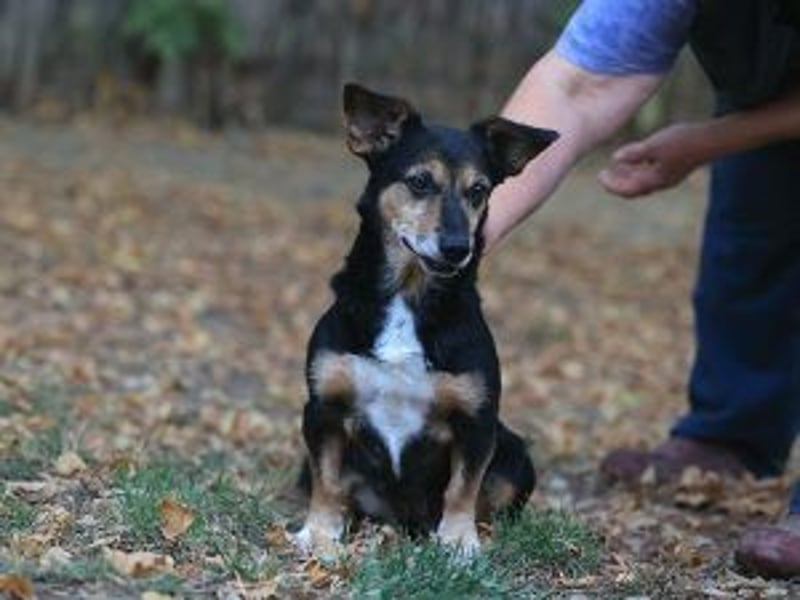 Ruby: Besitzerin unerwartet gestorben