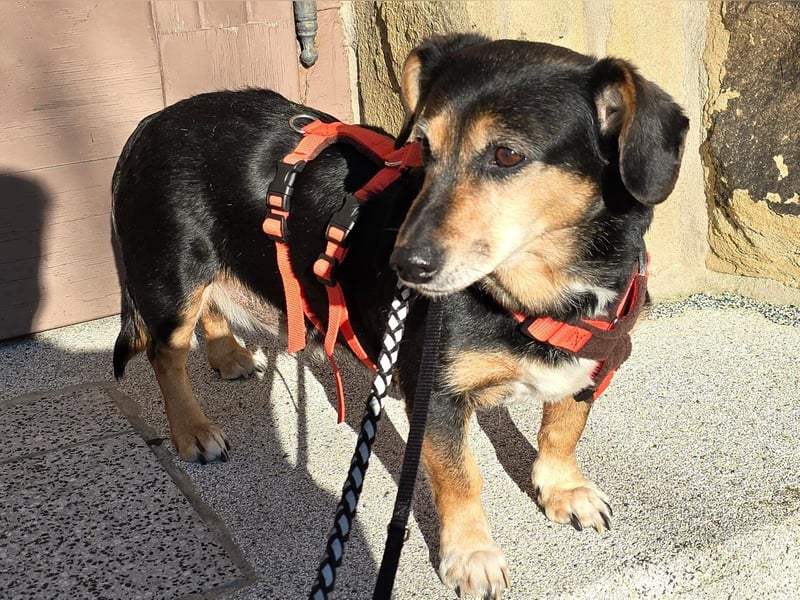 Ruby: Besitzerin unerwartet gestorben