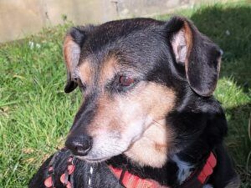 Ruby: Besitzerin unerwartet gestorben