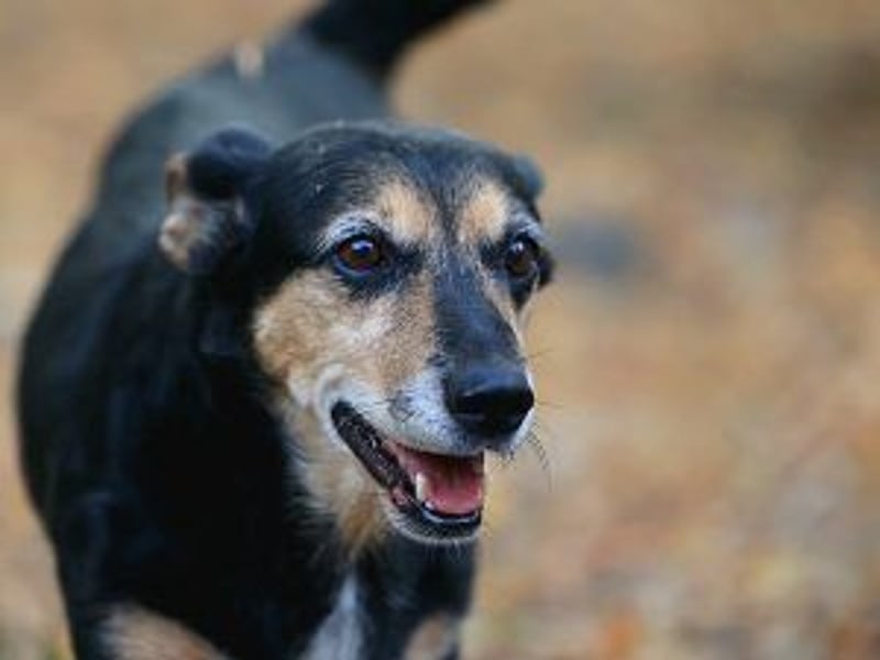 Ruby: Besitzerin unerwartet gestorben