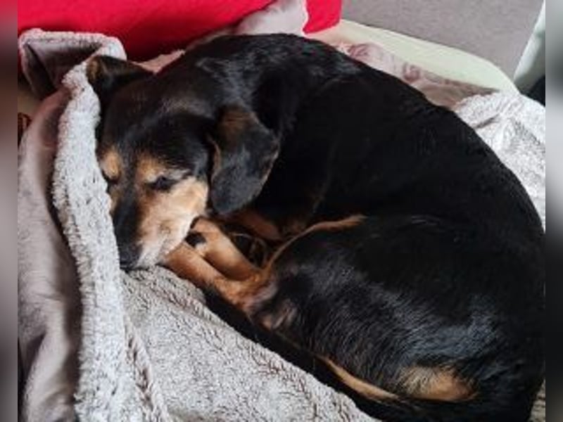 Ruby: Besitzerin unerwartet gestorben