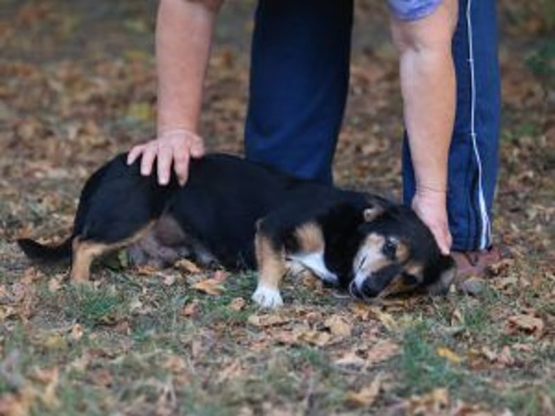 Ruby: Besitzerin unerwartet gestorben