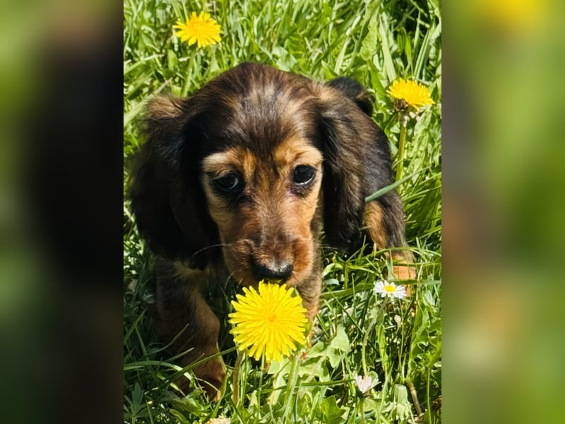 Kaninchen/Zwerglanghaar Dackel