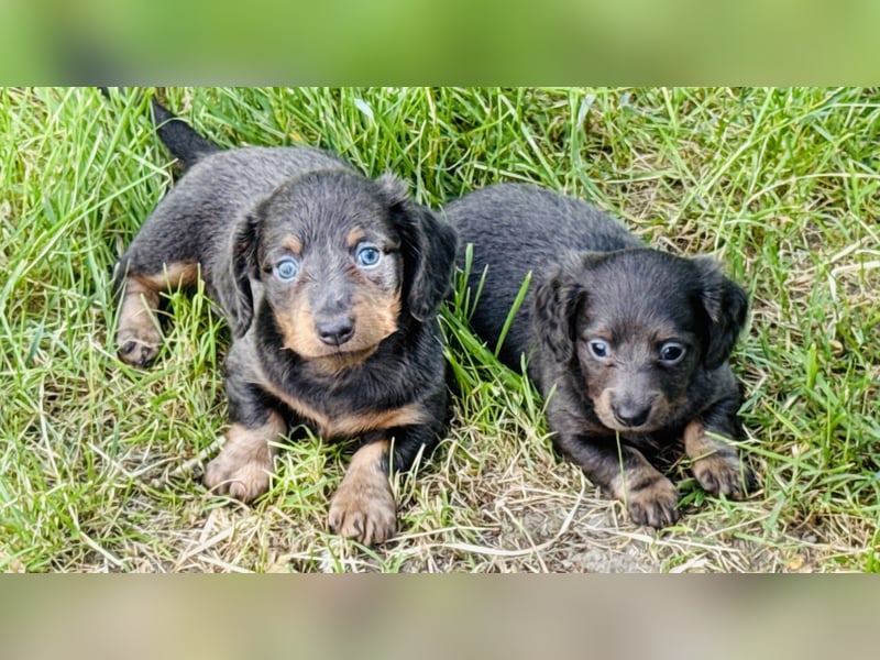 Kaninchen/Zwerglanghaar Dackel