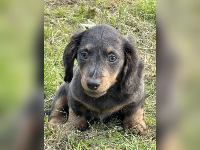 Kaninchen/Zwerglanghaar Dackel