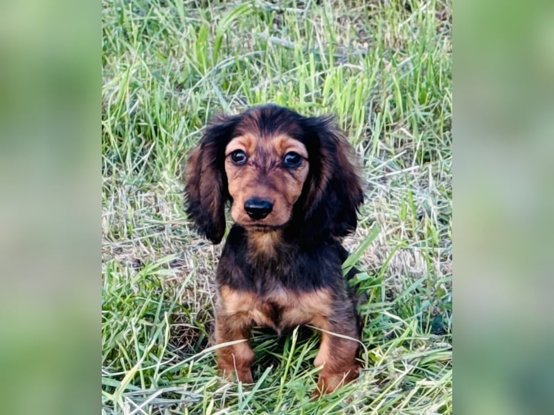 Kaninchen/Zwerglanghaar Dackel
