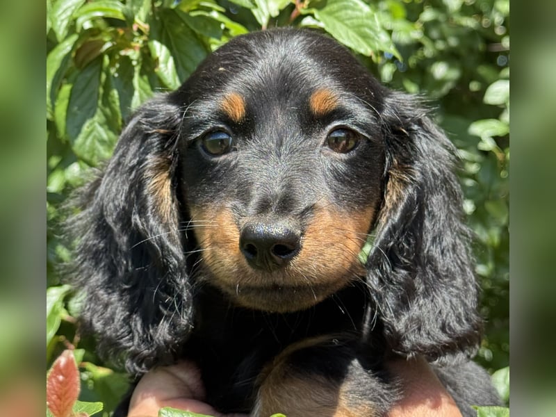 Kaninchen/Zwerglanghaar Dackel