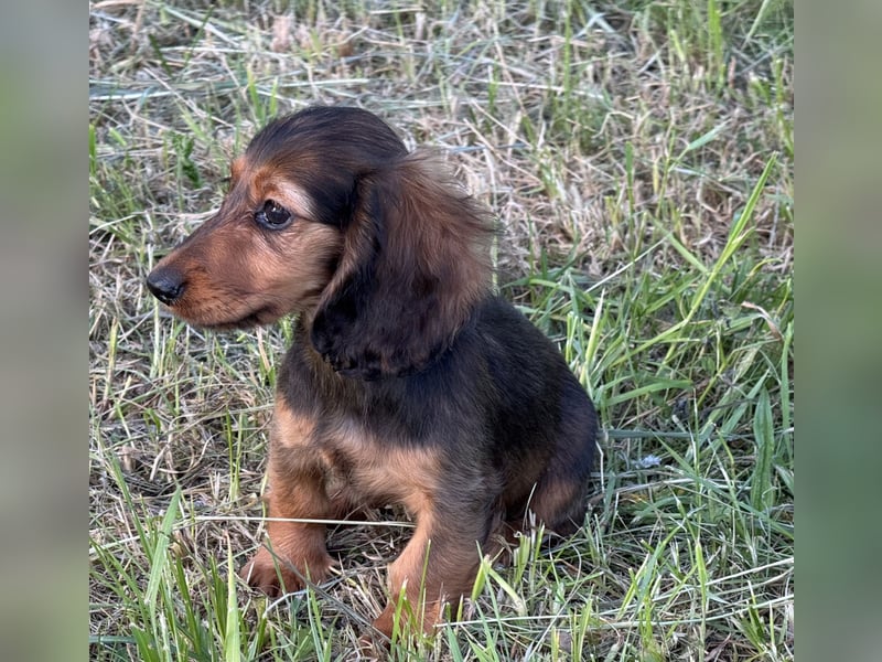 Kaninchen/Zwerglanghaar Dackel