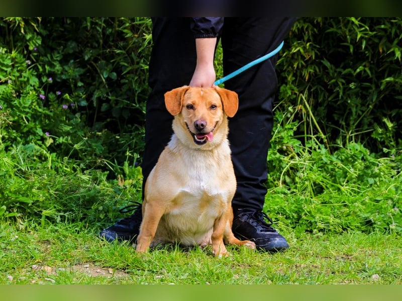 Azeitona, Mix Dackel / Labrador, lieb und verträglich