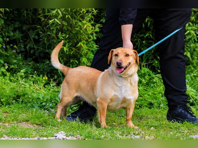 Azeitona, Mix Dackel / Labrador, lieb und verträglich