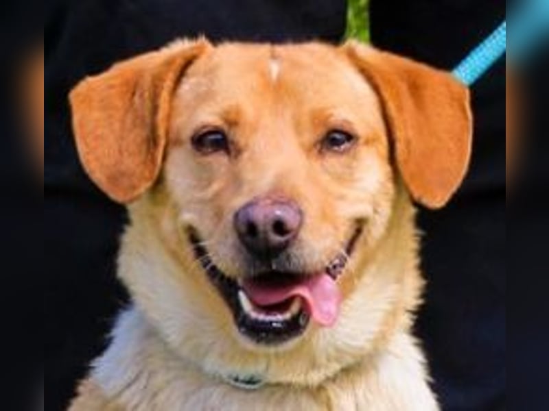 Azeitona, Mix Dackel / Labrador, lieb und verträglich