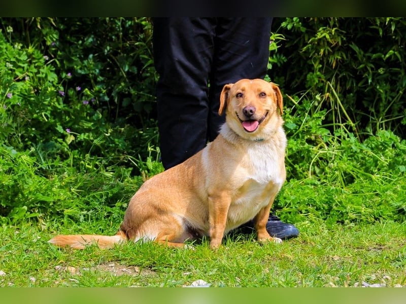 Azeitona, Mix Dackel / Labrador, lieb und verträglich