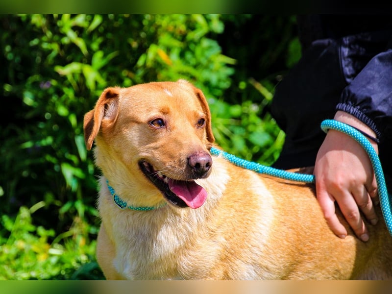 Azeitona, Mix Dackel / Labrador, lieb und verträglich