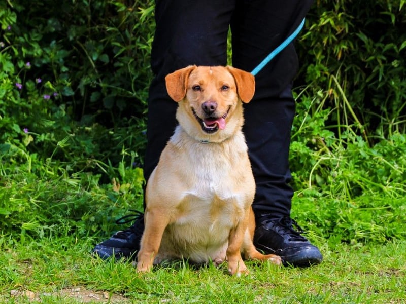 Azeitona, Mix Dackel / Labrador, lieb und verträglich