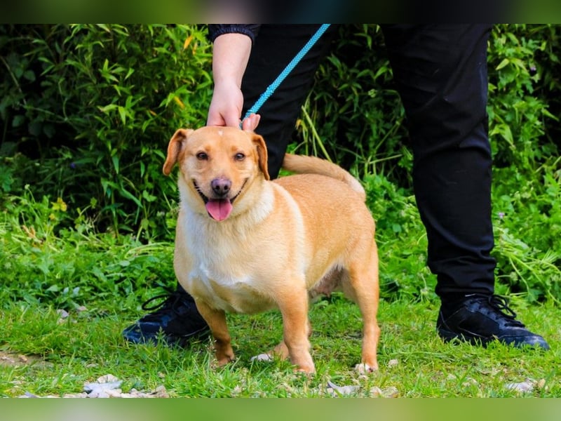 Azeitona, Mix Dackel / Labrador, lieb und verträglich