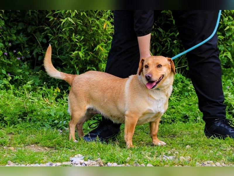 Azeitona, Mix Dackel / Labrador, lieb und verträglich