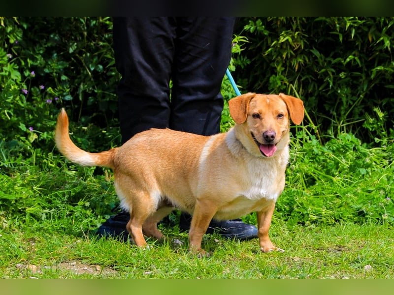 Azeitona, Mix Dackel / Labrador, lieb und verträglich