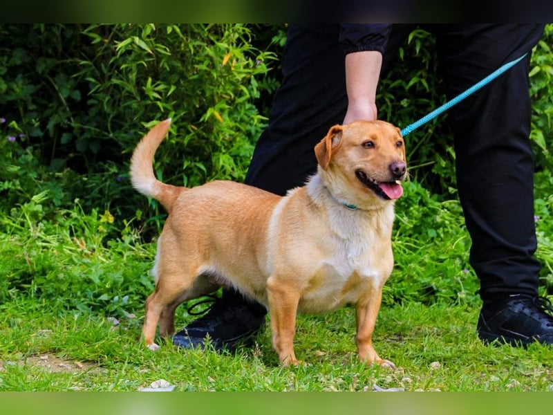 Azeitona, Mix Dackel / Labrador, lieb und verträglich