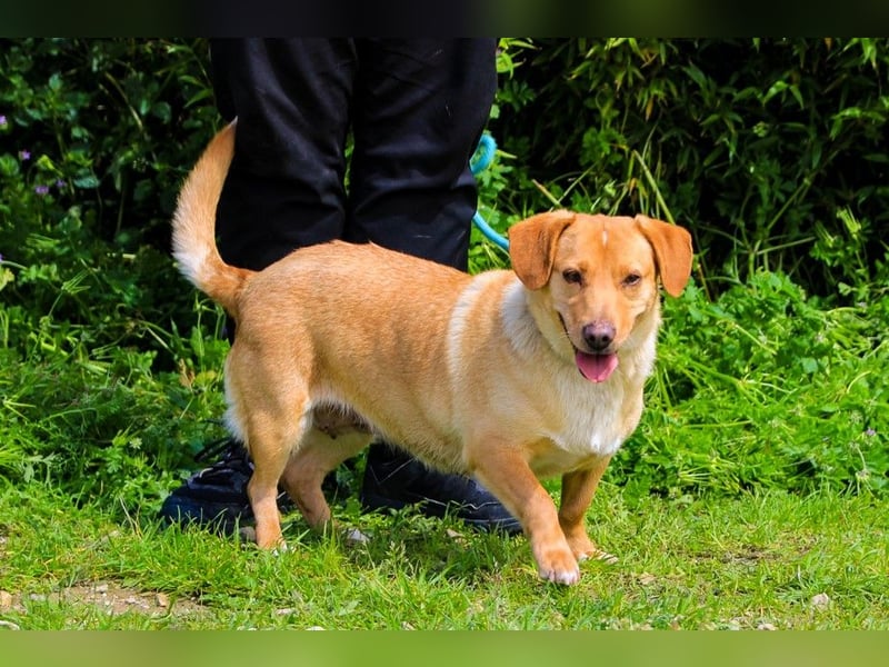 Azeitona, Mix Dackel / Labrador, lieb und verträglich