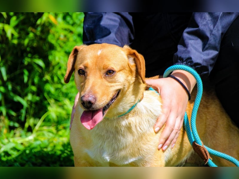Azeitona, Mix Dackel / Labrador, lieb und verträglich