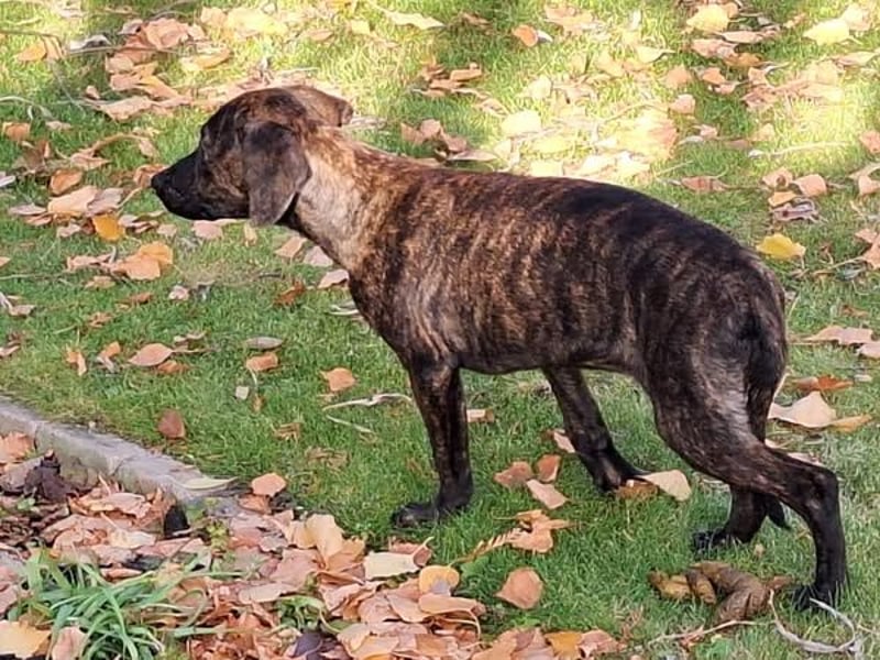Lucia, süßes Dackel MIx Welpenmädchen